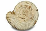 Jurassic Ammonite (Perisphinctes) - Madagascar #256238-1